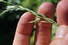 Arrhenatherum elatius elatius