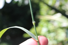 Arrhenatherum elatius elatius