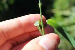 Arrhenatherum elatius elatius