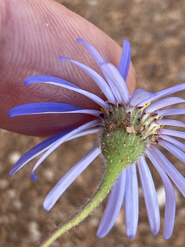 Fine Parasol Felicia (Felicia dubia)