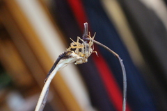 Arrhenatherum elatius elatius