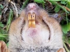 Geomys texensis