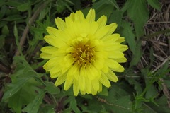Pyrrhopappus grandiflorus