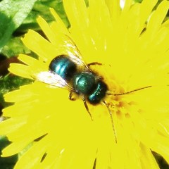 Osmia ribifloris ribifloris
