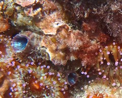 Stolidobranchia