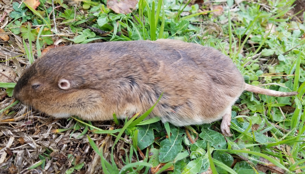 Central Texas Pocket Gopher from Llano County, TX, USA on February 10