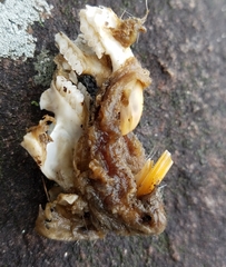 Geomys texensis
