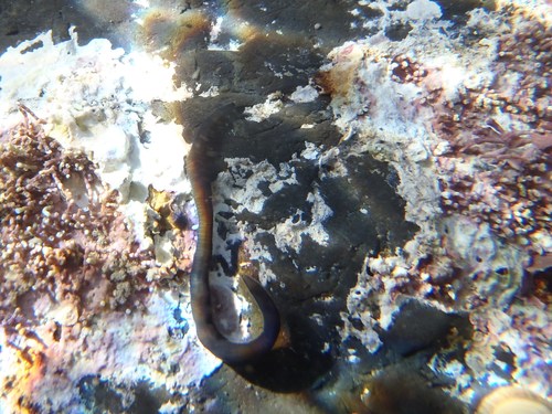 Odontosyllis polycera
