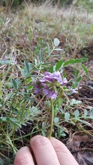 Astragalus lotiflorus