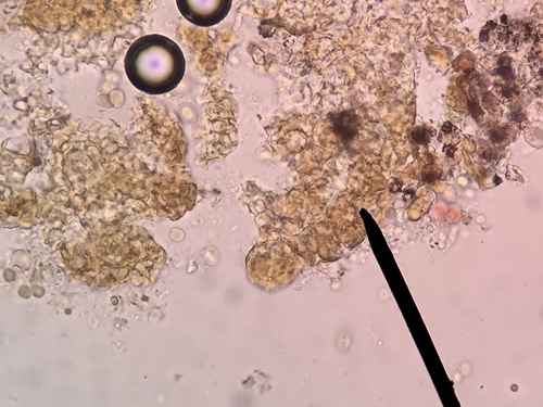 Scytinium subtile image