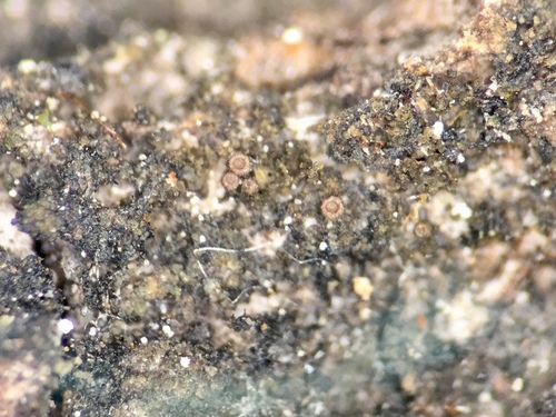 Leptogium subtile image