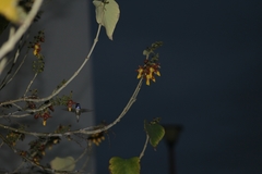 Calypte costae
