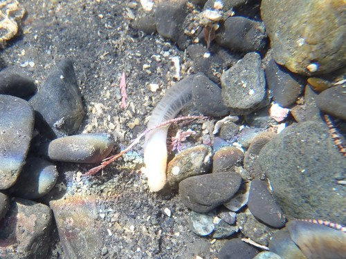 Taeniogyrus dunedinensis