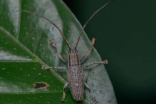 Grammoechus atomarius