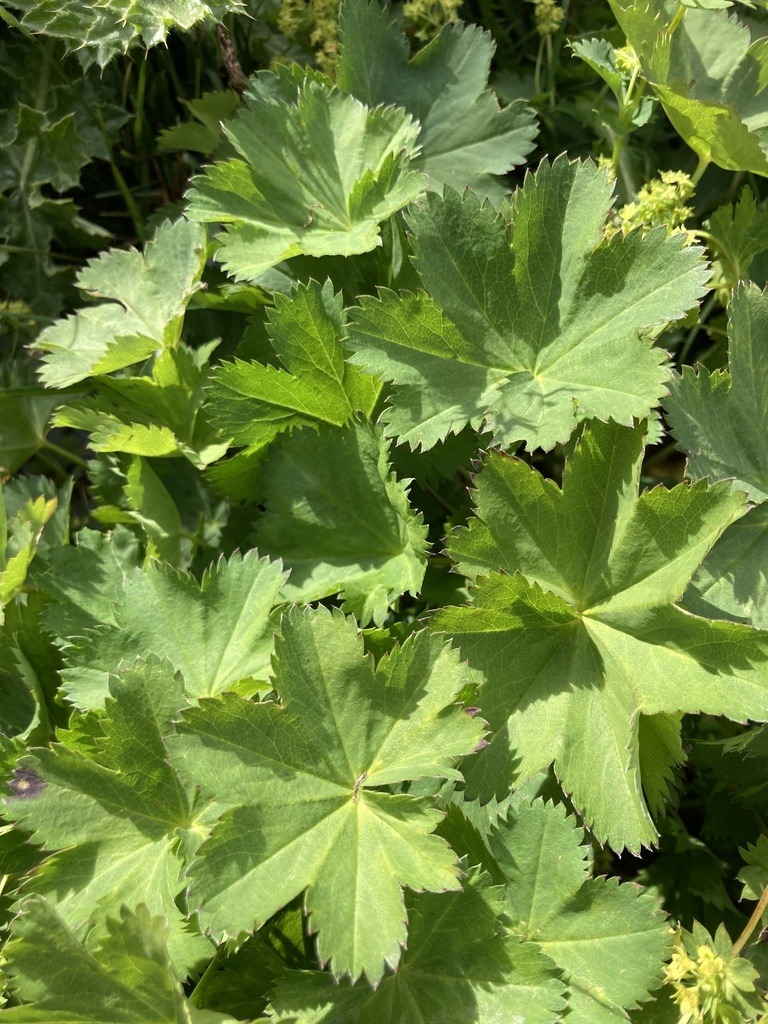 Alchemilla firma