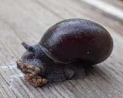 Helminthoglypta sequoicola consors