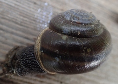 Helminthoglypta sequoicola consors