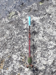 Oxyallagma dissidens