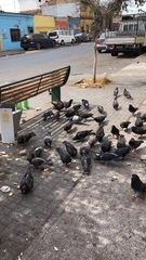 Columba livia domestica