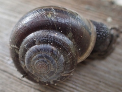 Helminthoglypta sequoicola consors