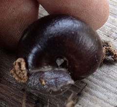 Helminthoglypta sequoicola consors