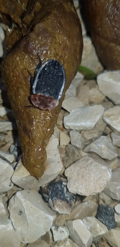 Oiceoptoma thoracicum