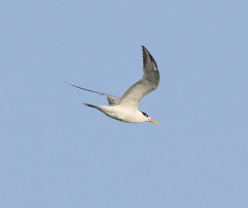 Charrán bengalí (Thalasseus bengalensis)