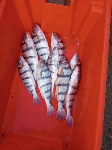 Banded croaker (Paralonchurus dumerilii) — Sciaenidae — 4
