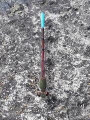 Oxyallagma dissidens