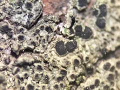 Amandinea dakotensis