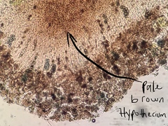 Amandinea dakotensis