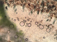 Amandinea dakotensis