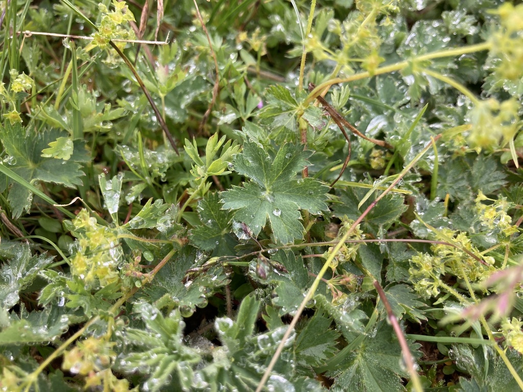 Alpine lady's mantle