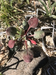Chorizanthe corrugata
