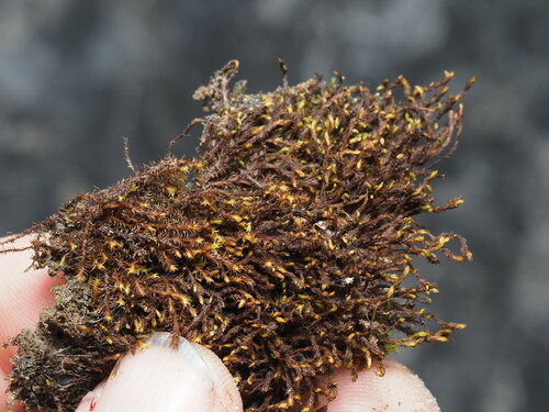 Image of Geheebia ferruginea by no rights reserved