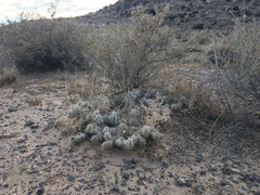 Grusonia clavata