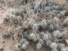 Grusonia clavata