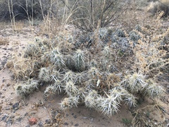 Grusonia clavata