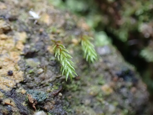 Image of Oligotrichum aligerum by no rights reserved