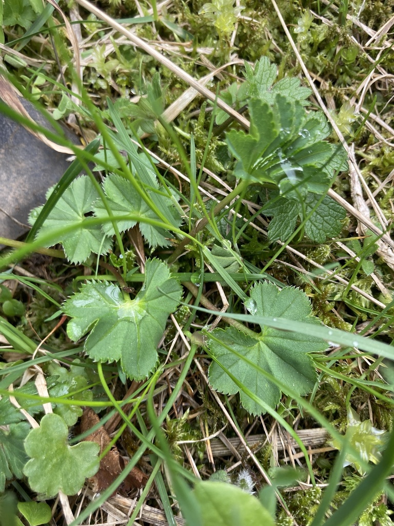 Alchemilla inconcinna