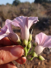 Stictocardia mojangensis image