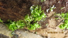 Ulva californica