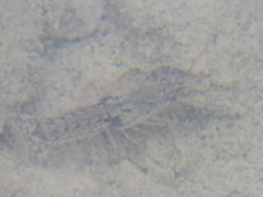 Procambarus simulans