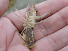 Procambarus simulans