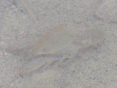 Procambarus simulans