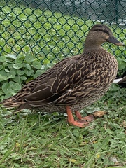 Anas platyrhynchos × fulvigula