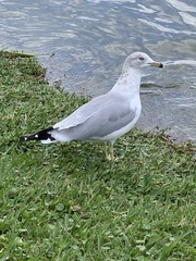 Larus delawarensis