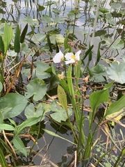 Sagittaria lancifolia