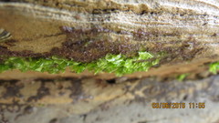 Ulva californica