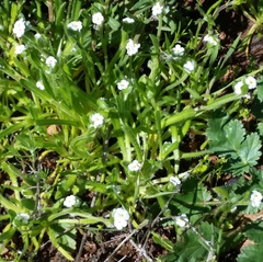 Plagiobothrys collinus